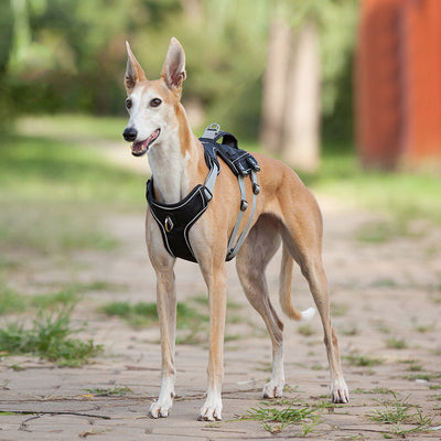Vest Style Pet Chest Harness
