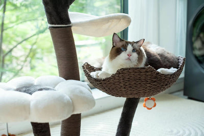 Terra- The Ultimate Cat Haven