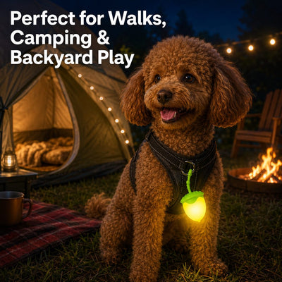 Malloren AcornGlow USB-C Rechargeable Pet Safety Light for Night Walks - Clip-On Acorn LED Charm for Collars, Harnesses & Leashes to Help Dogs Stay Visible After Dark