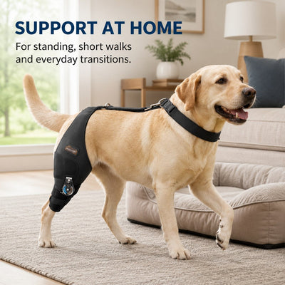Malloren Adjustable Hinged Dog Knee Brace for Daily Walks - Rear Leg Support for Unsteady Steps