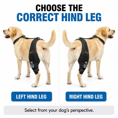 Malloren Adjustable Hinged Dog Knee Brace for Daily Walks - Rear Leg Support for Unsteady Steps
