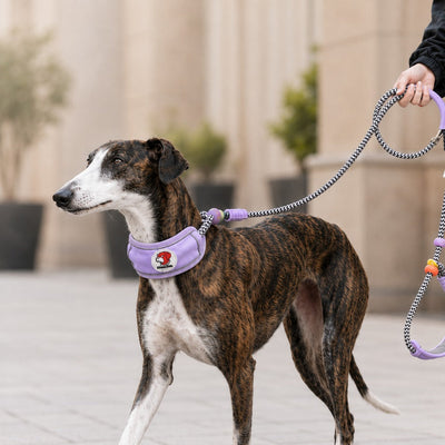 Malloren Anti-Choke Dog Leash for Everyday Walks - Padded Neck Protection & Better Control for Pullers