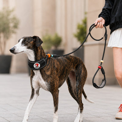 Malloren Anti-Choke Dog Leash for Everyday Walks - Padded Neck Protection & Better Control for Pullers