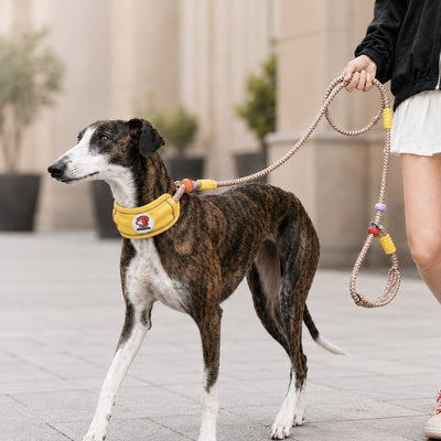 Malloren Anti-Choke Dog Leash for Everyday Walks - Padded Neck Protection & Better Control for Pullers