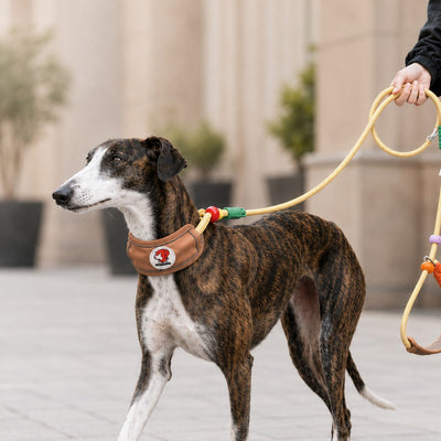 Malloren Anti-Choke Dog Leash for Everyday Walks - Padded Neck Protection & Better Control for Pullers