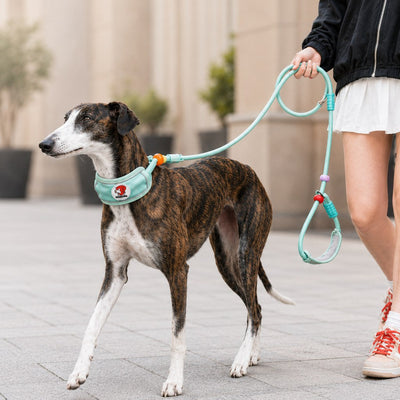 Malloren Anti-Choke Dog Leash for Everyday Walks - Padded Neck Protection & Better Control for Pullers