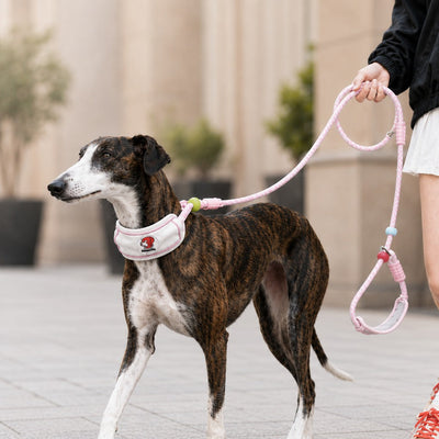 Malloren Anti-Choke Dog Leash for Everyday Walks - Padded Neck Protection & Better Control for Pullers