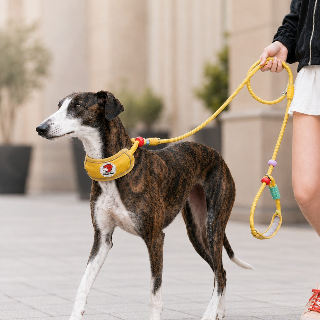 Malloren Anti-Choke Dog Leash for Everyday Walks - Padded Neck Protection & Better Control for Pullers