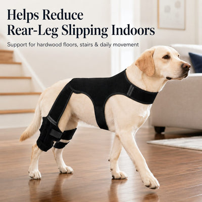 Malloren RearGuard Dog Rear Leg Support Brace - Anti-Slip Hind Leg Stability Wrap for Senior Dogs, Hardwood Floors & Recovery Walks