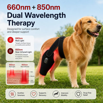 Malloren Red light therapy leg brace for dogs, suitable for senior and active dogs, provides comfort and support for hind legs during activity.
