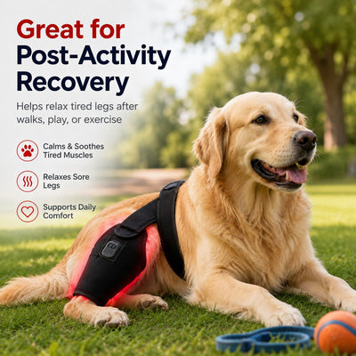 Malloren Red light therapy leg brace for dogs, suitable for senior and active dogs, provides comfort and support for hind legs during activity.