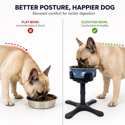 Malloren French Bulldog Adjustable Elevated Tilted Dog Bowl for Kitchen Feeding Corners - 3-Height Stand with Slow Feeder Insert to Reduce Neck Bending & Mess