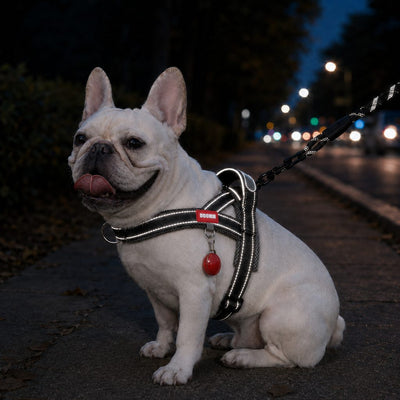 Malloren No-Choke French Bulldog Harness & Leash Set for Daily Walks - Reflective, Easy-Control Fit for Broad-Chest Dogs
