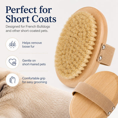 Malloren Frenchie Daily Grooming Kit for After-Walk & Between-Bath Care - Boar Bristle Brush + Rinse-Free Cleaning Gloves