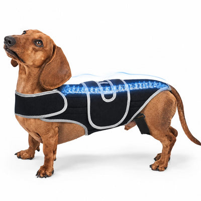 Malloren SpineGuard Dog Back Support Vest for Dachshunds & Corgis - Adjustable Spinal Support Brace for Senior Dogs, Recovery Days & Gentle Walks