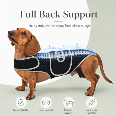 Malloren SpineGuard Dog Back Support Vest for Dachshunds & Corgis - Adjustable Spinal Support Brace for Senior Dogs, Recovery Days & Gentle Walks